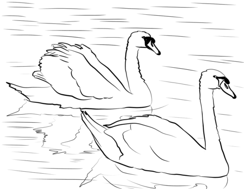 Two Swans Coloring Page